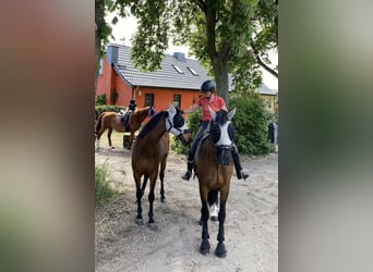 Deutsches Sportpferd Mix, Wallach, 3 Jahre, 165 cm, Brauner