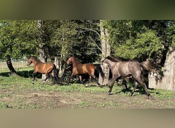 Deutsches Sportpferd Mix, Wallach, 3 Jahre, 165 cm, Brauner