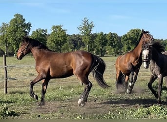 Deutsches Sportpferd Mix, Wallach, 3 Jahre, 165 cm, Brauner