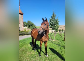 Deutsches Sportpferd, Wallach, 3 Jahre, 165 cm, Brauner