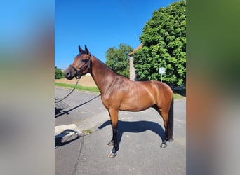 Deutsches Sportpferd, Wallach, 3 Jahre, 165 cm, Brauner