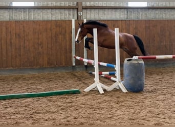 Deutsches Sportpferd, Wallach, 3 Jahre, 165 cm, Brauner