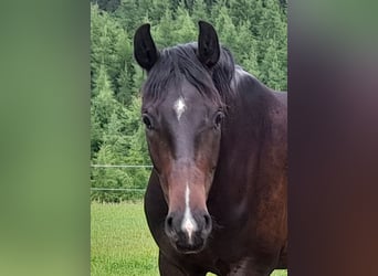 Deutsches Sportpferd, Wallach, 3 Jahre, 165 cm, Dunkelbrauner