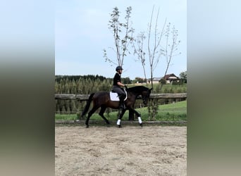 Deutsches Sportpferd, Wallach, 3 Jahre, 165 cm, Dunkelbrauner