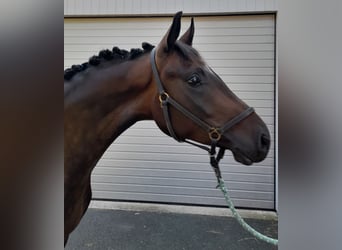 Deutsches Sportpferd, Wallach, 3 Jahre, 165 cm, Dunkelbrauner