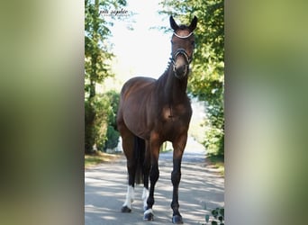 Deutsches Sportpferd, Wallach, 3 Jahre, 165 cm, Dunkelbrauner