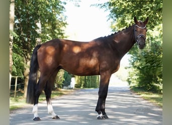 Deutsches Sportpferd, Wallach, 3 Jahre, 165 cm, Dunkelbrauner