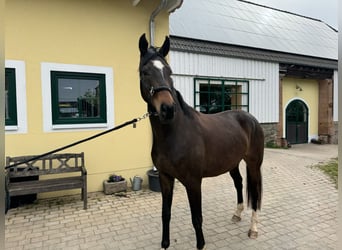 Deutsches Sportpferd, Wallach, 3 Jahre, 165 cm, Dunkelbrauner