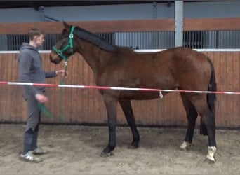 Deutsches Sportpferd, Wallach, 3 Jahre, 165 cm, Dunkelbrauner