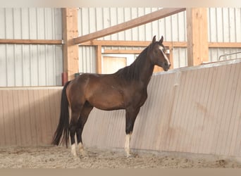 Deutsches Sportpferd, Wallach, 3 Jahre, 165 cm, Dunkelbrauner