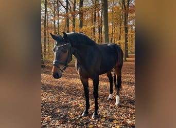 Deutsches Sportpferd, Wallach, 3 Jahre, 165 cm, Dunkelbrauner