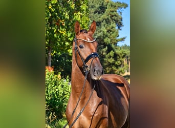 Deutsches Sportpferd, Wallach, 3 Jahre, 165 cm, Dunkelfuchs