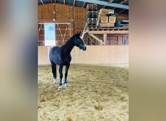 Deutsches Sportpferd, Wallach, 3 Jahre, 165 cm, Kann Schimmel werden