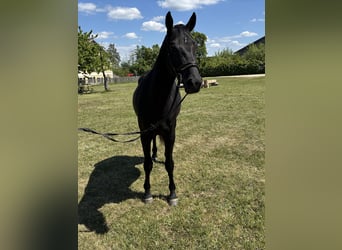 Deutsches Sportpferd, Wallach, 3 Jahre, 165 cm, Rappe