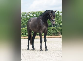 Deutsches Sportpferd, Wallach, 3 Jahre, 165 cm, Rappschimmel