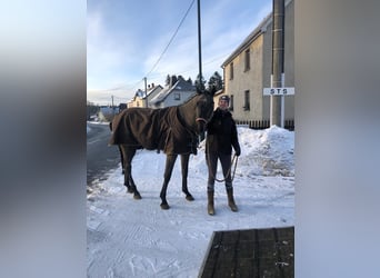 Deutsches Sportpferd, Wallach, 3 Jahre, 165 cm, Rappschimmel