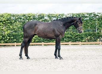 Deutsches Sportpferd, Wallach, 3 Jahre, 165 cm, Rappschimmel