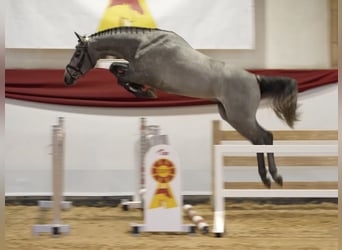 Deutsches Sportpferd, Wallach, 3 Jahre, 165 cm, Schimmel