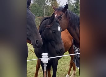 Deutsches Sportpferd, Wallach, 3 Jahre, 165 cm, Schwarzbrauner