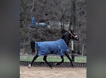 Deutsches Sportpferd, Wallach, 3 Jahre, 165 cm, Schwarzbrauner