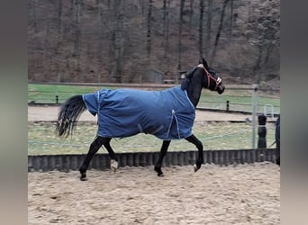 Deutsches Sportpferd, Wallach, 3 Jahre, 165 cm, Schwarzbrauner