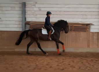 Deutsches Sportpferd, Wallach, 3 Jahre, 165 cm, Schwarzbrauner