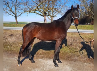 Deutsches Sportpferd, Wallach, 3 Jahre, 165 cm, Schwarzbrauner