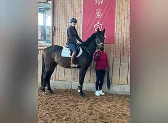 Deutsches Sportpferd, Wallach, 3 Jahre, 165 cm, Schwarzbrauner