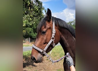 Deutsches Sportpferd, Wallach, 3 Jahre, 165 cm, Schwarzbrauner
