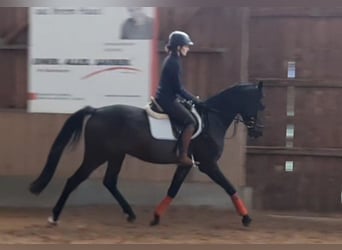 Deutsches Sportpferd, Wallach, 3 Jahre, 165 cm, Schwarzbrauner