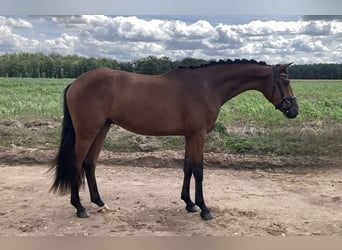 Deutsches Sportpferd, Wallach, 3 Jahre, 166 cm, Brauner