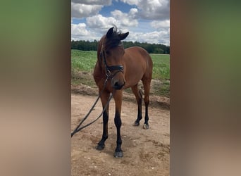 Deutsches Sportpferd, Wallach, 3 Jahre, 166 cm, Brauner