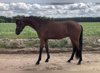 Deutsches Sportpferd, Wallach, 3 Jahre, 166 cm, Brauner