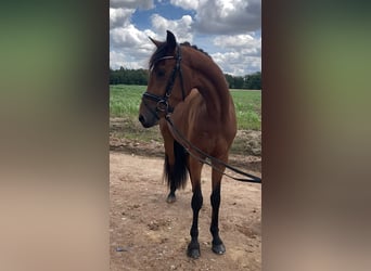 Deutsches Sportpferd, Wallach, 3 Jahre, 166 cm, Brauner