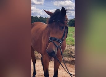 Deutsches Sportpferd, Wallach, 3 Jahre, 166 cm, Brauner