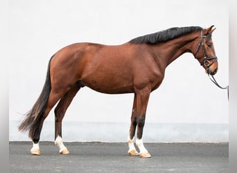 Deutsches Sportpferd, Wallach, 3 Jahre, 166 cm, Brauner
