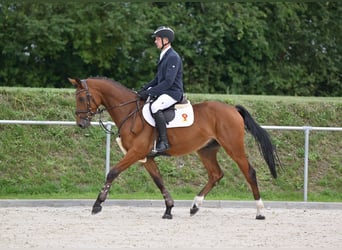 Deutsches Sportpferd, Wallach, 3 Jahre, 166 cm, Brauner