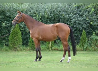 Deutsches Sportpferd, Wallach, 3 Jahre, 166 cm, Brauner