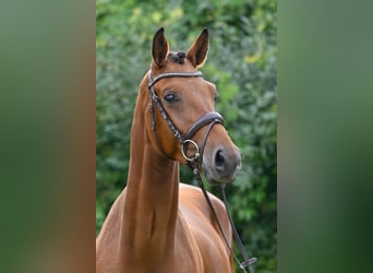 Deutsches Sportpferd, Wallach, 3 Jahre, 166 cm, Brauner