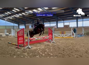 Deutsches Sportpferd, Wallach, 3 Jahre, 166 cm, Brauner