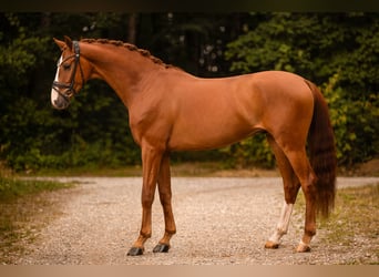 Deutsches Sportpferd, Wallach, 3 Jahre, 166 cm, Fuchs