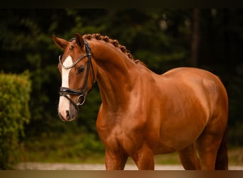 Deutsches Sportpferd, Wallach, 3 Jahre, 166 cm, Fuchs
