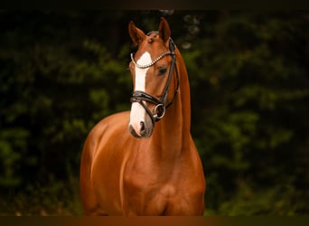 Deutsches Sportpferd, Wallach, 3 Jahre, 166 cm, Fuchs