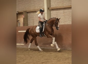 Deutsches Sportpferd, Wallach, 3 Jahre, 166 cm, Fuchs