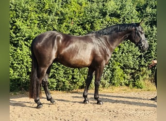 Deutsches Sportpferd, Wallach, 3 Jahre, 166 cm, Rappe