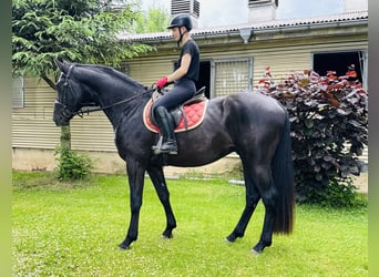 Deutsches Sportpferd, Wallach, 3 Jahre, 166 cm, Rappe