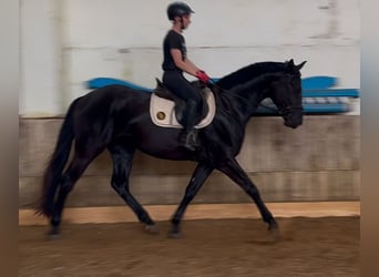 Deutsches Sportpferd, Wallach, 3 Jahre, 166 cm, Rappe