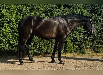 Deutsches Sportpferd, Wallach, 3 Jahre, 166 cm, Rappe