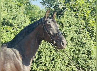 Deutsches Sportpferd, Wallach, 3 Jahre, 166 cm, Rappe