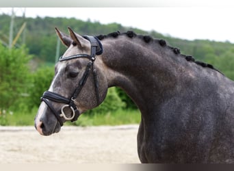 Deutsches Sportpferd, Wallach, 3 Jahre, 167 cm, Apfelschimmel